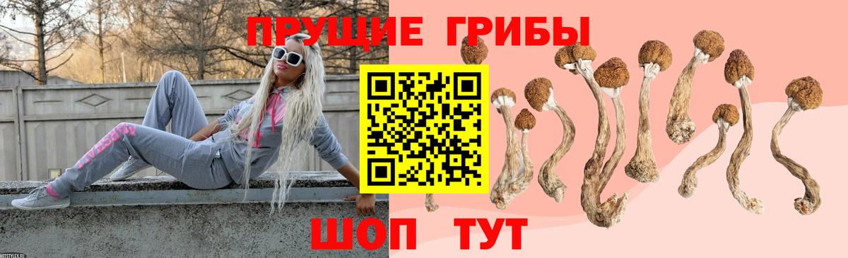 Тавда  магазин продажи наркотиков  Вход с VPN  Псилоцибиновые грибы прущие грибы 